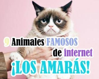 Animales Famosos de Internet....